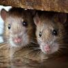 ¿Por qué los ratones mastican cables eléctricos?